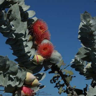 Eucalyptus rhodanthe